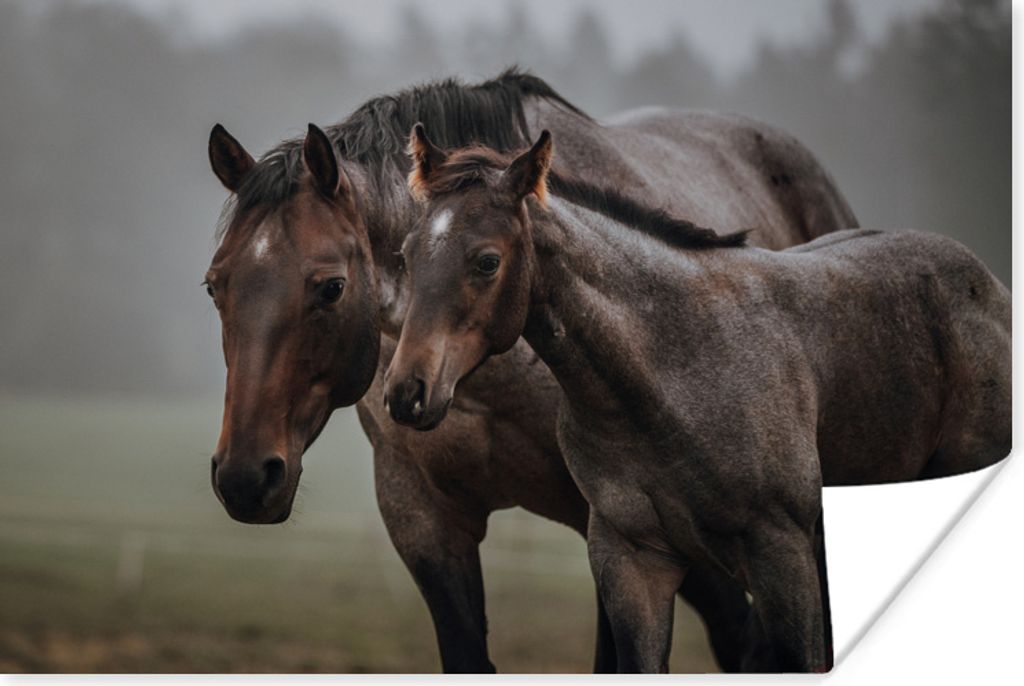 MuchoWow Poster Pferde - Nebel - Landschaft 30x20 cm - Plakate - Print