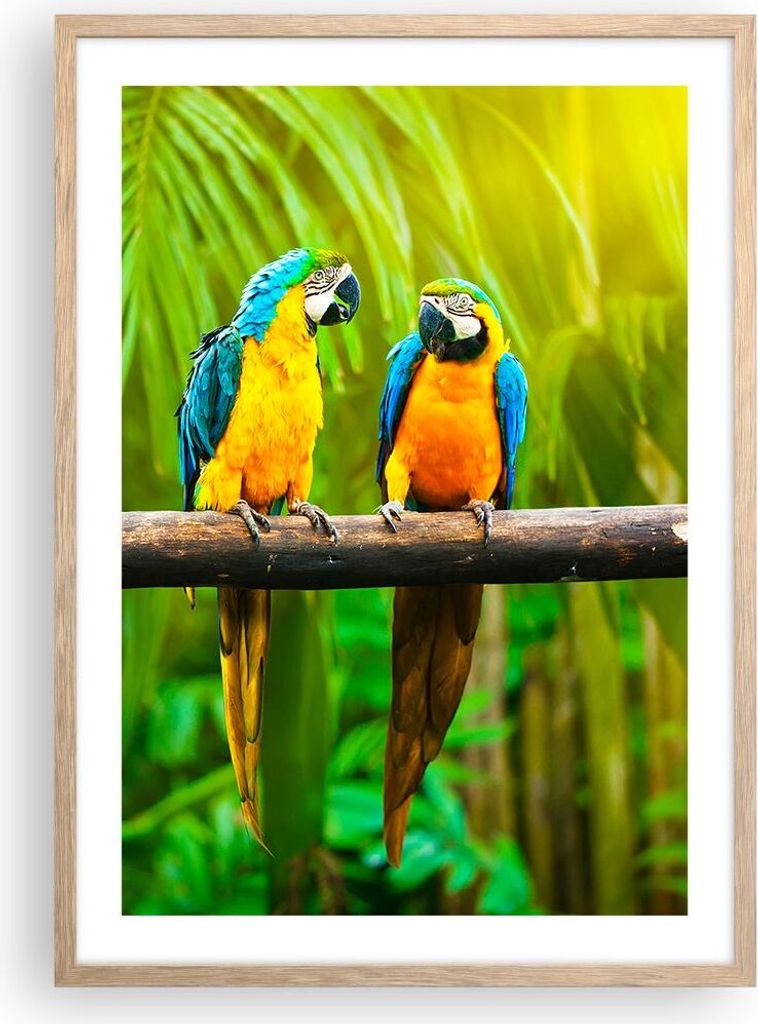 Gerahmtes Poster - Rahmen in heller Eiche - Papageien Collorful Natur Vögel - 50x70 cm - Wand Bild - Wanddeko - Wandbilder - Wandposter - Bilderra...