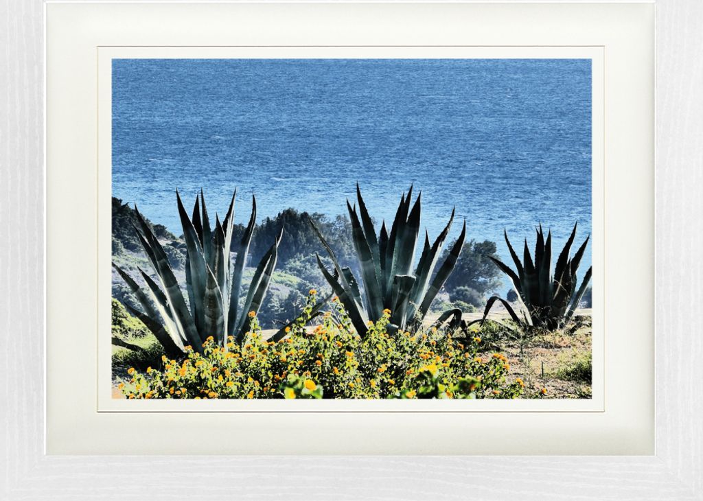 Strände Gerahmtes Bild Mit Edlem Passepartout | Wand-Bilder | Im Bilderrahmen - Agaven Am Meer (30 x 40 cm)
