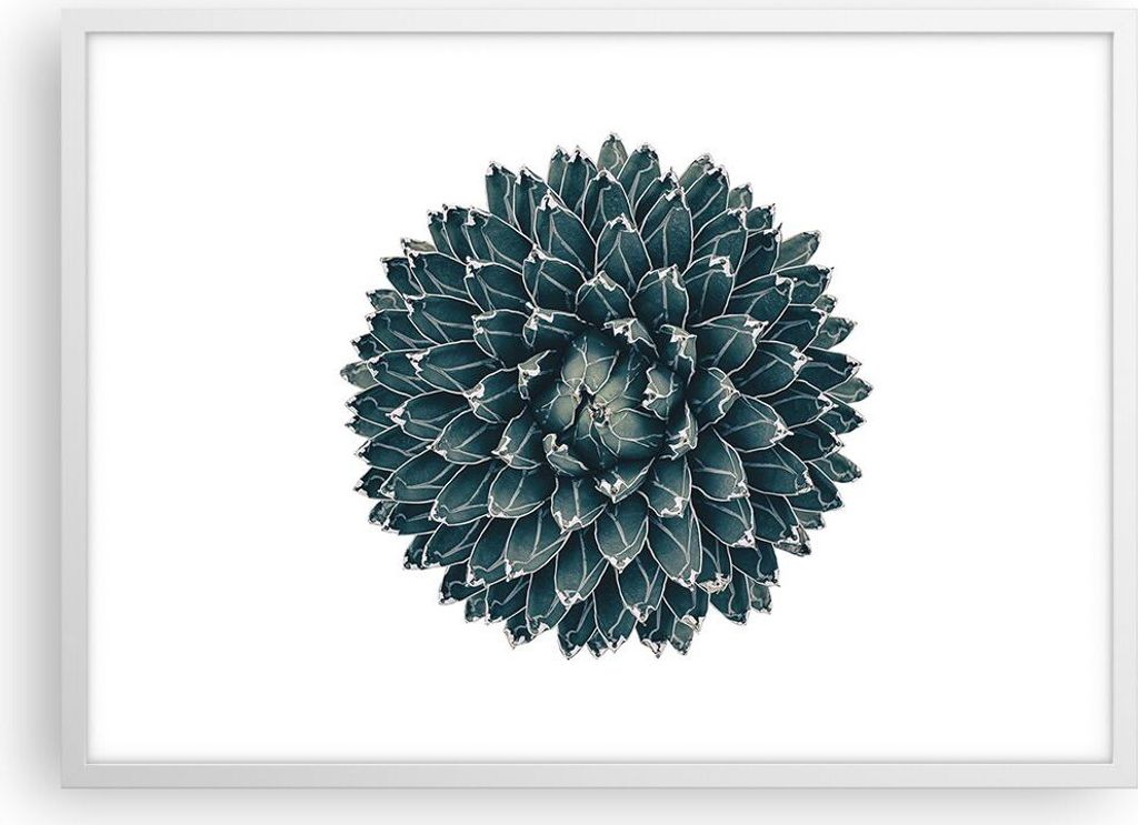 Gerahmtes Poster - Weißer Rahmen - Agave Königin Victoria - 70x50 cm - Wand Bild - Wanddeko - Wandbilder - Kunstposter - Wandposter - Bilderrahme...