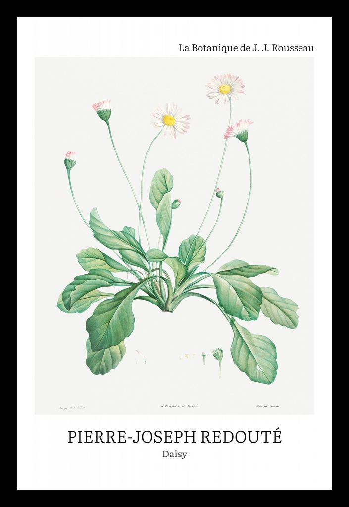 Poster 20x30cm Design Daisy, Redoute Vintage für das Wohnzimmer