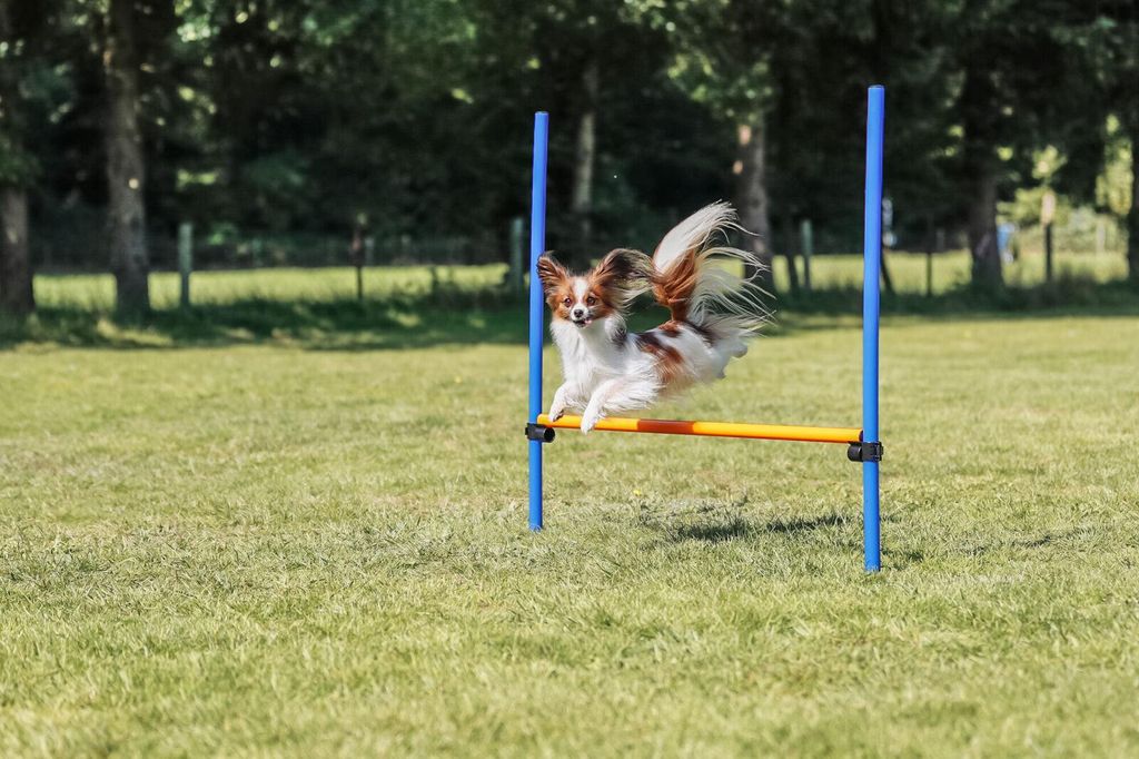TRIXIE Fun Agility Hürde - blau/orange - 113 × 110 cm, ø 3 Produktbild 
