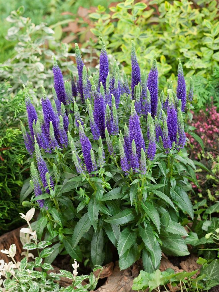 Veronica spicata 'Ulster Dwarf Blue', Ähriger Ehrenpreis, blau, ca. 9x9 cm Topf
