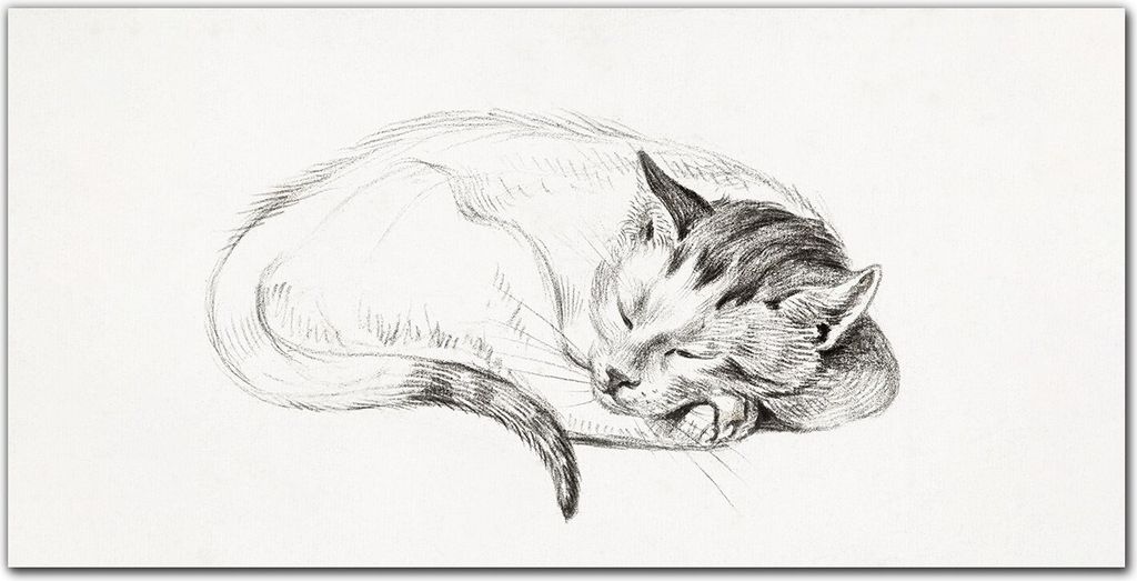 Coloray - Bild aus Glas - Glasbilder - 100 x 50 cm - Dekoration Wohnzimmer Wanddekoration Gehärtetes Glas Küche Glasblock mit Bild - Katze