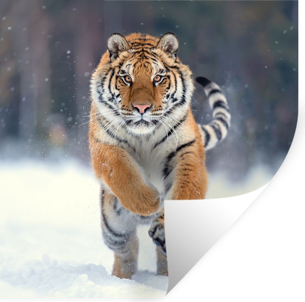 MuchoWow Wandtattoo Wandsticker Wandaufkleber Tiger - Landschaft - Schnee - Tiere 80x80 cm Selbstklebend und Repositionierbar - Wierderverwendbar...