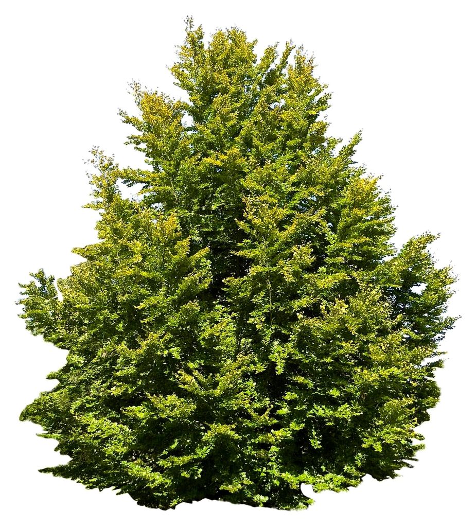 Rotbuche (Fagus sylvatica) - Heimischer Baum, winterhart