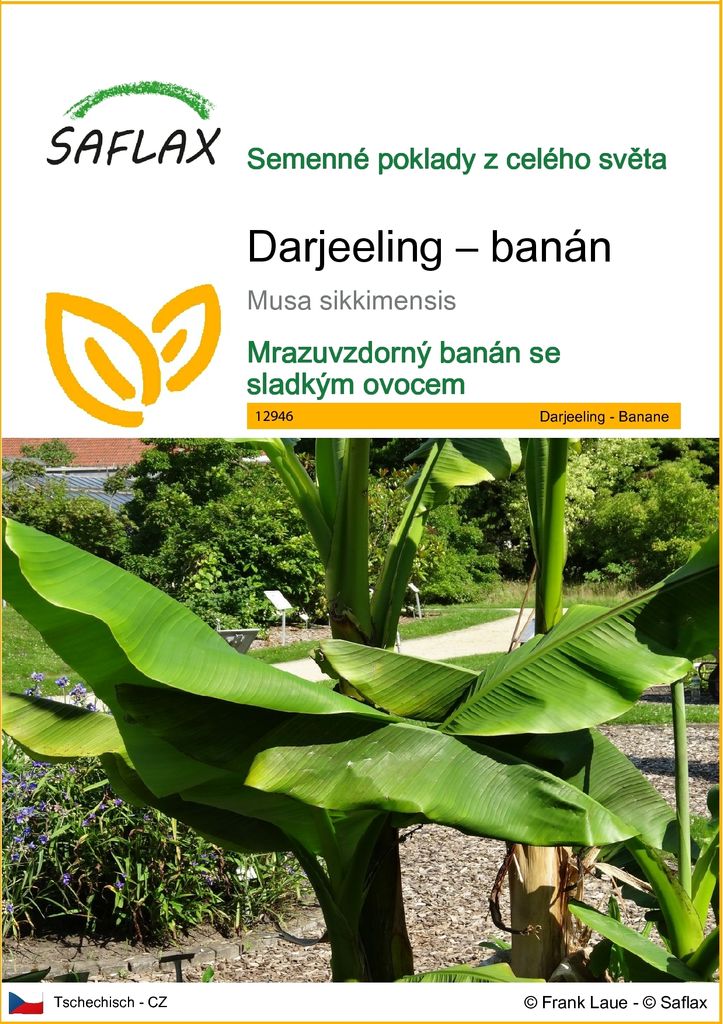 SAFLAX - Darjeeling – banán - Musa sikkimensis - 5 Semena Obrázek produktu 