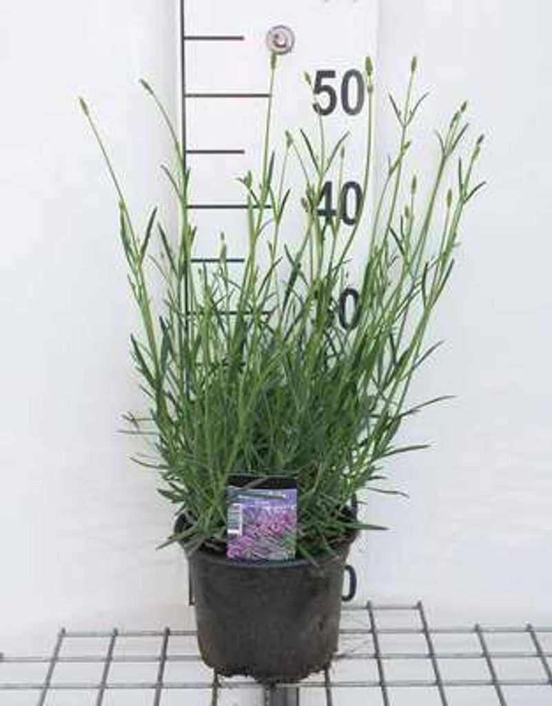 Lavandula int. 'Grosso' - Provence Lavendel Grosso - Container 2 liter
