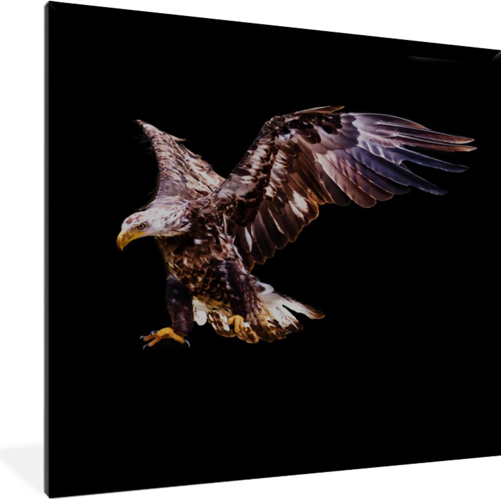 MuchoWow MuchoWow Gerahmtes Poster Adler - Vogel - Schwarz 40x40 cm - Poster mit zchwarzem Bilderrahmen - Mit Rahmen - Wanddekoration Schlafzimmer