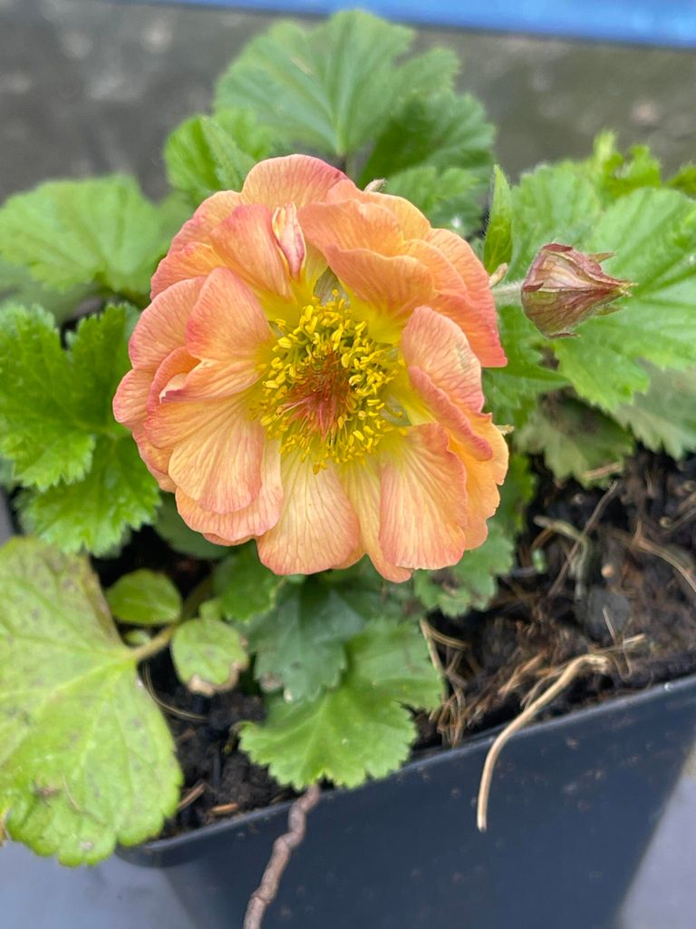 6 x Geum hybr. 'Mai Tai' - Bachnelkenwurz - Topf 9 x 9 cm