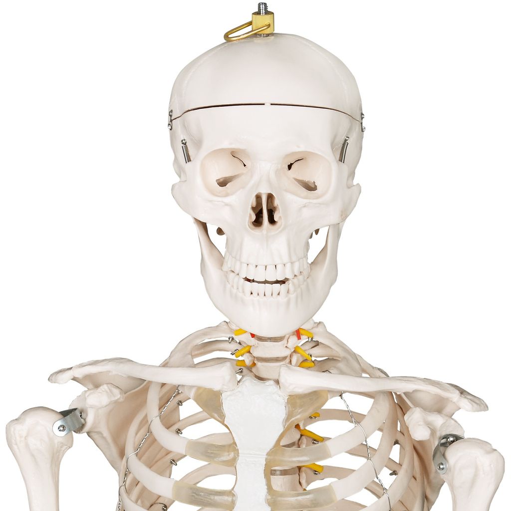 Lebensgroßes menschliches Handgelenk Skelett Anatomisches Modell, 