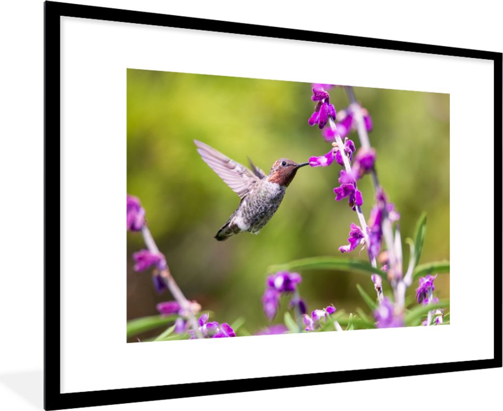 MuchoWow Gerahmtes Poster Kolibri - Vogel - Natur 90x60 cm - Poster mit Schwarzem Bilderrahmen Wandposter Rahmen Foto Bilder - Wanddekoration - F...