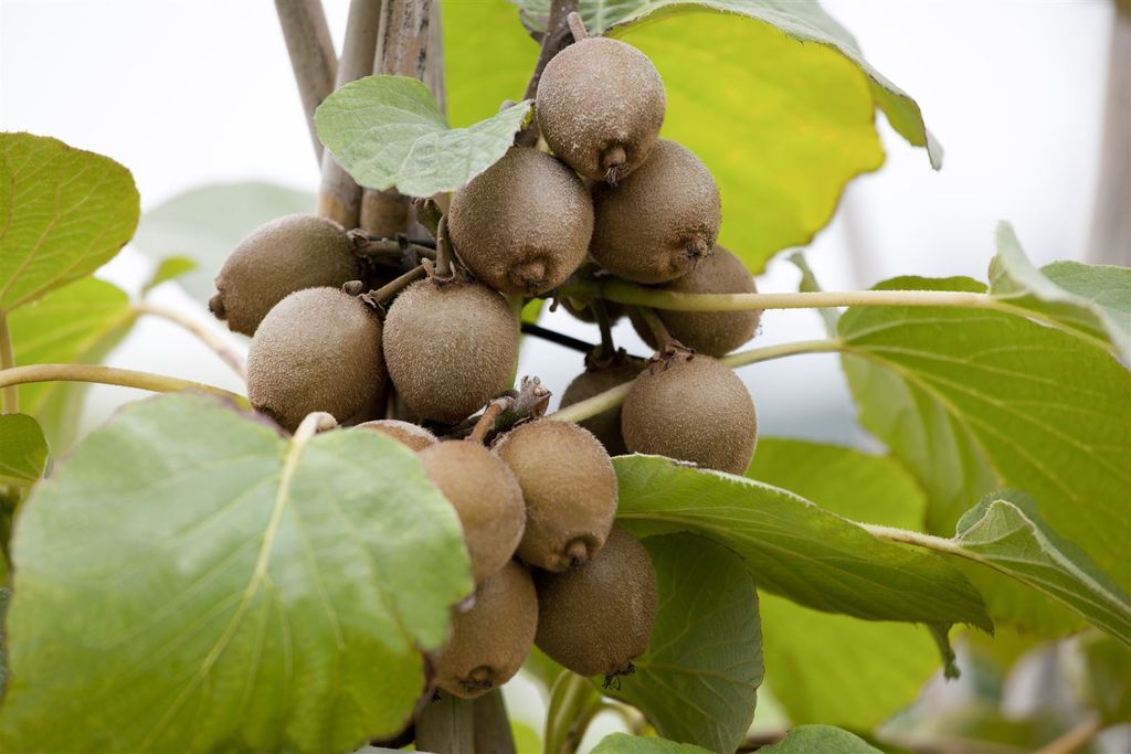 Actinidia chinensis 'Solo', Kiwi, 40–60 cm