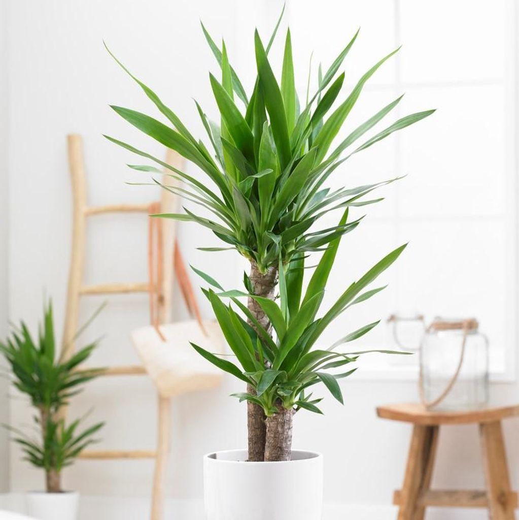 Bloomique - Yucca Elephantipes - Yucca Palme - Palmlilie - Produktbild 
