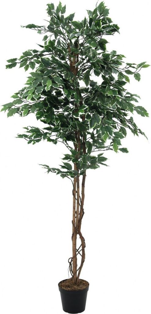 EUROPALMS Silberficus-Benjamini, Kunstpflanze, 180cm
