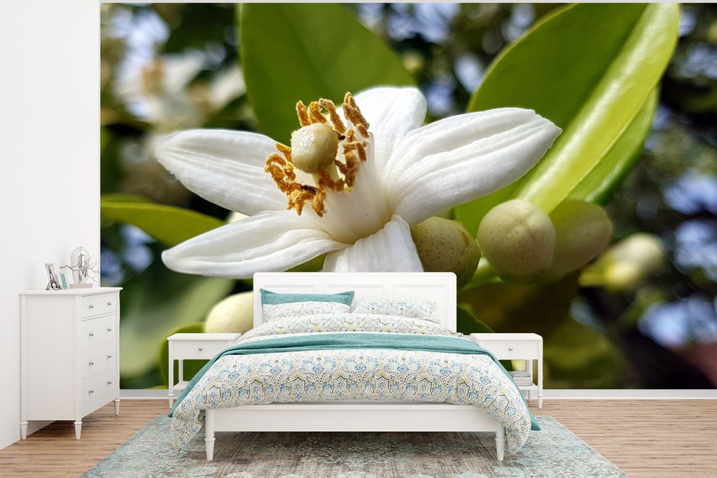 MuchoWow Fototapete für Wohnzimmer oder Schlafzimmer Wandtapete Vinyl Motivtapete Nahaufnahme einer Orangenblüte - 350x260 cm - Wohnzimmer-Tapete