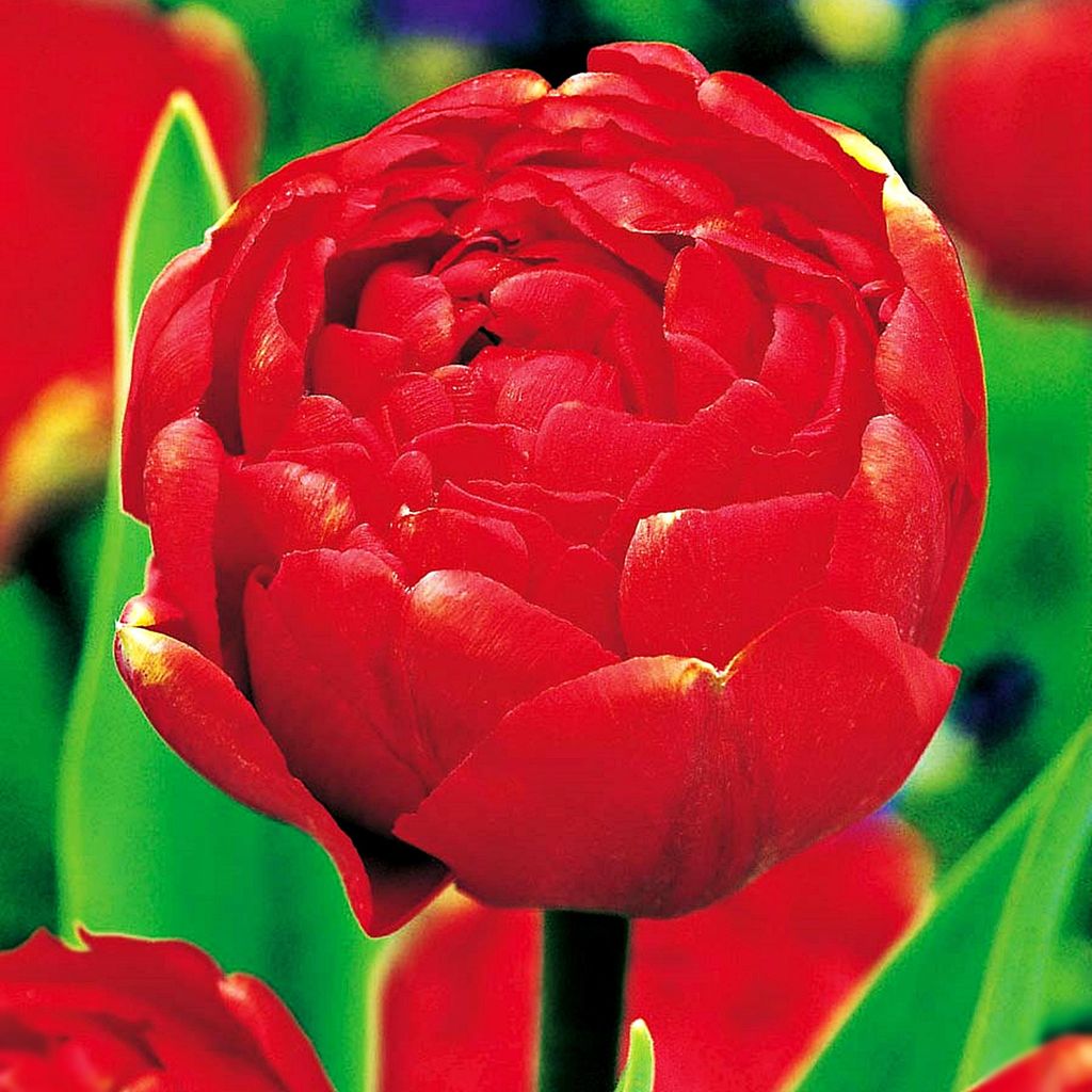 Tulipan Pełny Miranda 5 szt. Tulipany Cebulki Tulipanów Zdjęcie produktu 
