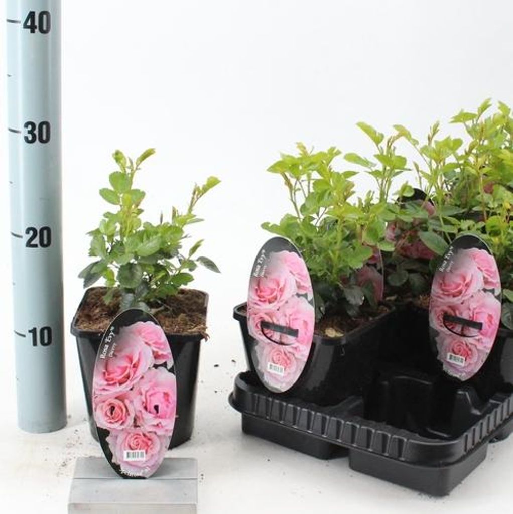 Rosa (PA) 'Evy' - Rose | 10-15 cm im topf