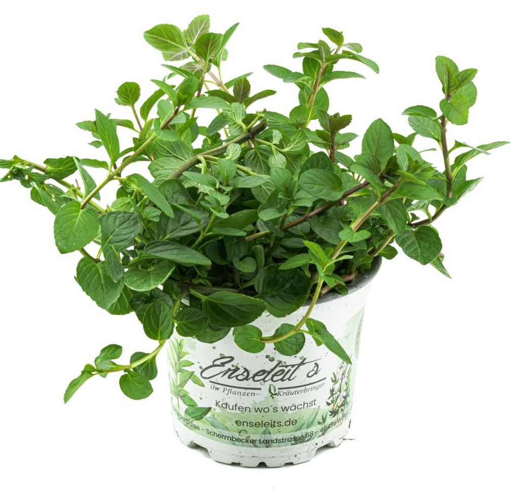 Enseleits Pfefferminze, Mentha x piperita, frische Produktbild 