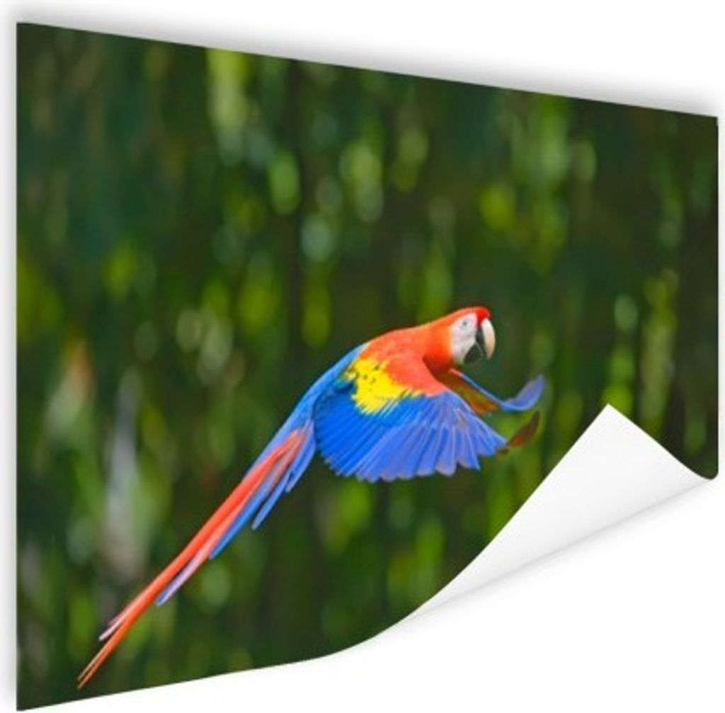 MuchoWow Poster Fliegender Ara Fotodruck 90x60 cm - Schlafzimmer