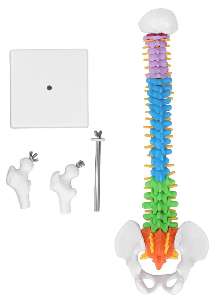 Colonne vertébrale flexible en PVC avec fémurs et kit d'apprentissage