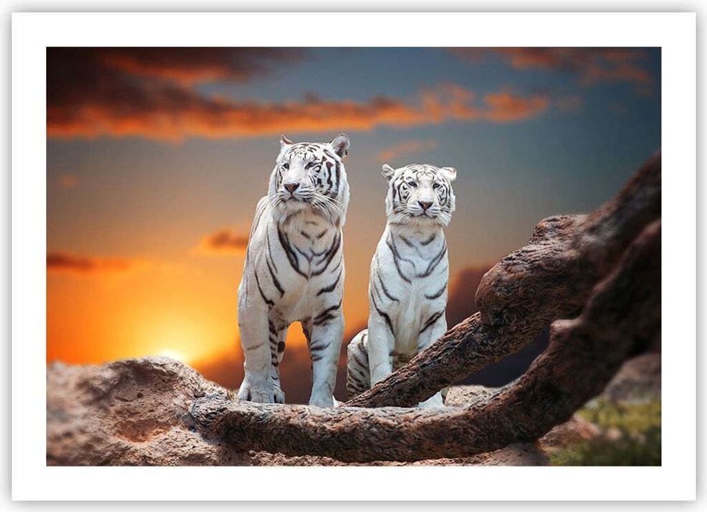 Poster - Poster ohne Rahmen - Tiger weiß Rock Sonnenuntergang - 70x50 cm - Wand Bild - Wanddeko - Wandbilder - Kunstposter - Wandposter - Bilder -...