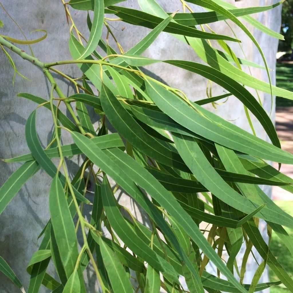 Zitronen-Eukalyptus (Corymbia citriodora)  - 20 Samen Produktbild 