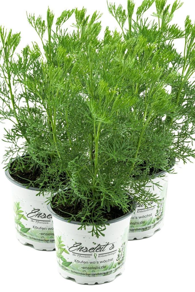 Enseleits 3er Set Cola-Strauch, Cola-Kraut im Topf, Artemisia abrotanum var. Maritima, frische Coca-Cola Pflanze direkt aus der Gärtnerei Enseleit