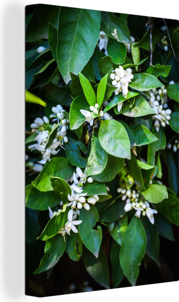 OneMillionCanvasses - Leinwandbilder - 90x140 cm, Orangenblüte zwischen grünen Blättern, Wandbilder Kunstdruck Wanddekoration - Wandschmucke -...