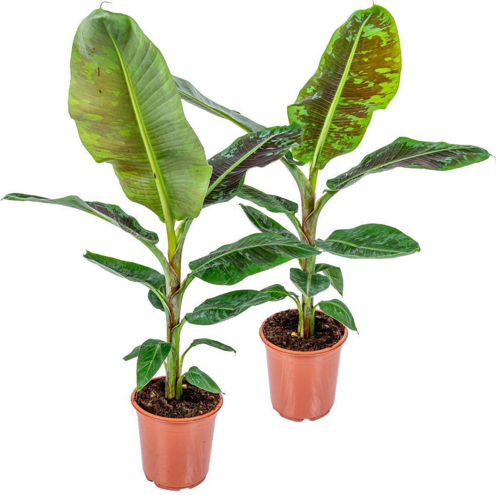Bloomique - Zestaw 2 sztuk - Musa Dwarf Cavendish - Roślina Zdjęcie produktu 