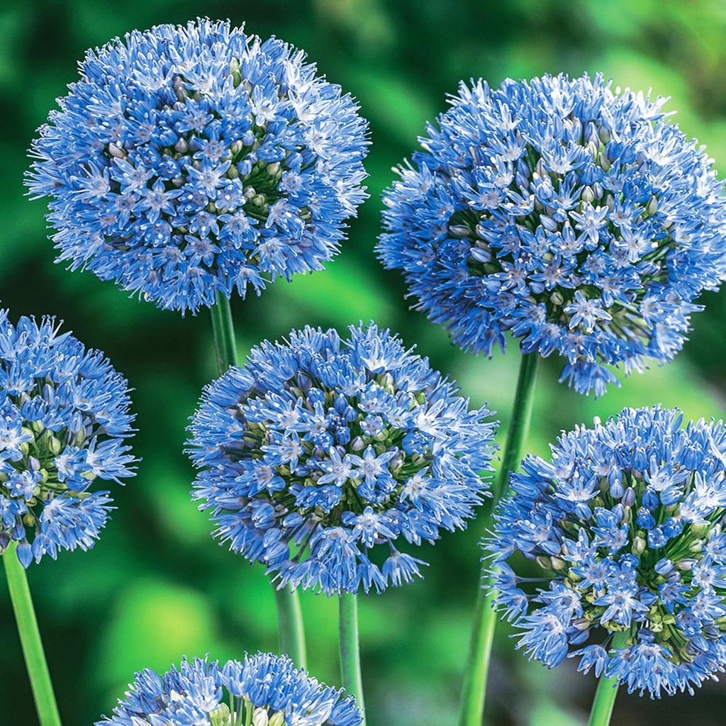 Allium Caeruleum Czosnek Ozdobny Błękitny 10 szt. Cebulki Zdjęcie produktu 
