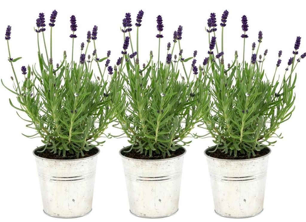 Plants by Frank | 3 Blauer Duft-Lavendel Pflanzen im Dekotopf 'Deluxe' | Lavandula Angustifolia Felice | Echter Lavendel | Gartenpflanzen