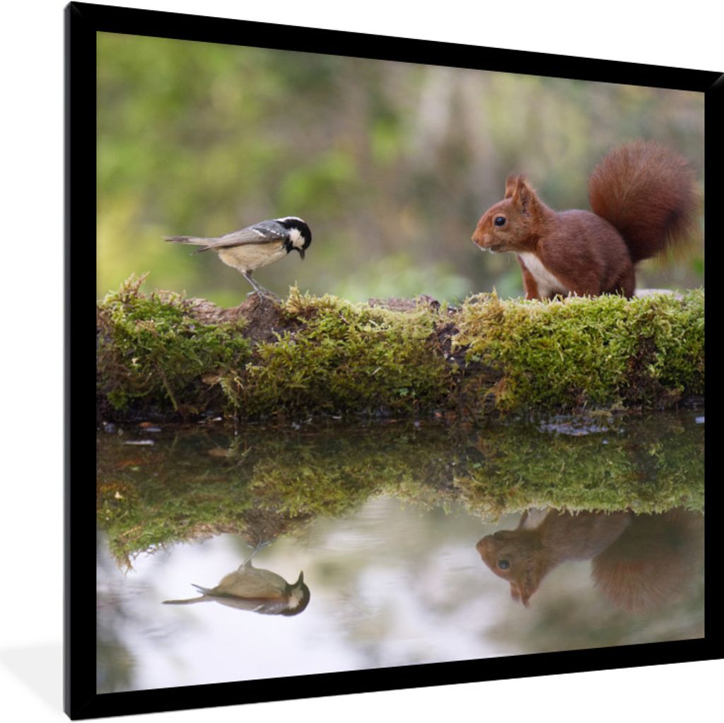 MuchoWow Gerahmtes Poster Waldtiere - Wasser - Moos 40x40 cm - Poster mit Schwarzem Bilderrahmen Wandposter Rahmen Foto Bilder - Mit Rahmen - Wan...