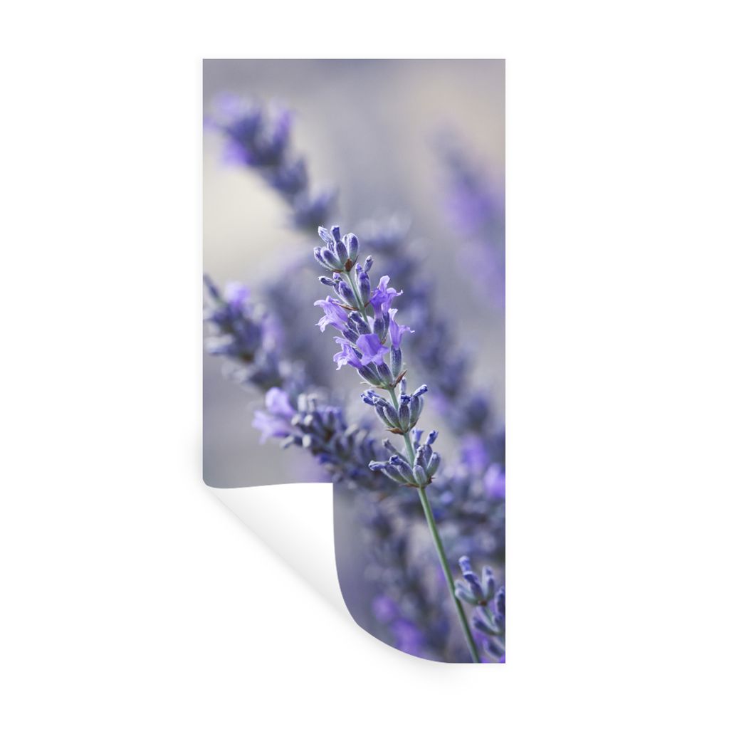 MuchoWow Wandtattoo Wandsticker Wandaufkleber Nahaufnahme einer lavendelfarbenen Blüte vor einem verblassten Hintergrund 20x40 cm Selbstklebend ...
