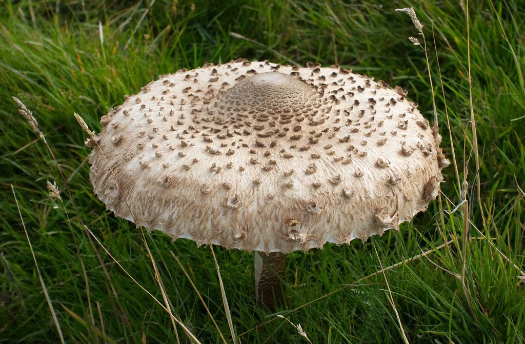 hansepuzzle 39988 - Pilz Puzzle, 500 Teile, Ernährung, 46,0 x 30,0cm mit hochwertiger Aufbewahrung, Kartonbox und wiederverschließbarem Beutel