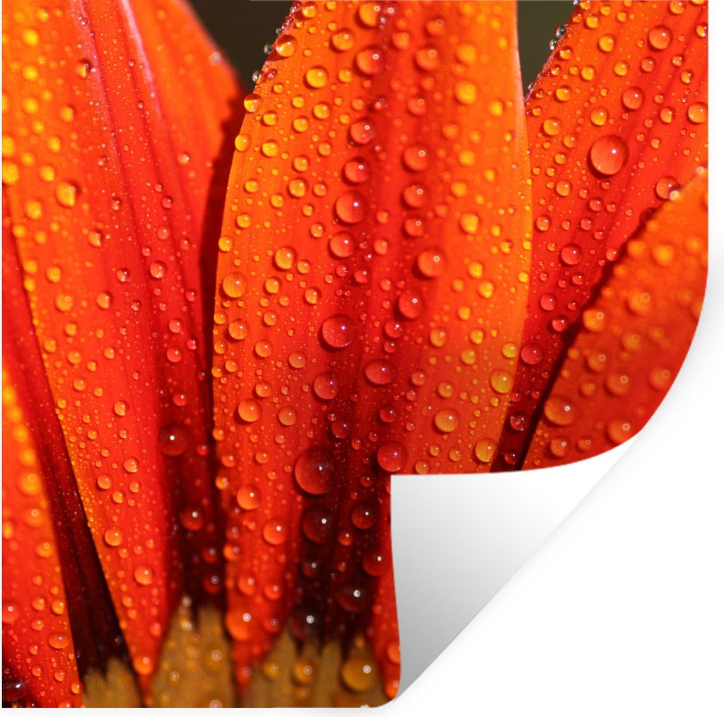 MuchoWow Wandtattoo Wandsticker Wandaufkleber Orangefarbene Blüte mit frühen Tautropfen 30x30 cm Selbstklebend und Repositionierbar - Repositio...