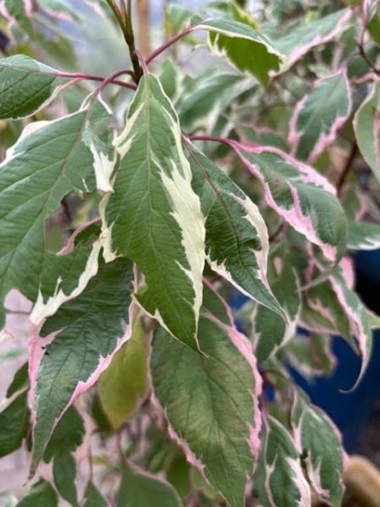 Hartriegel Miracle - Cornus alba Miracle - 60-100cm