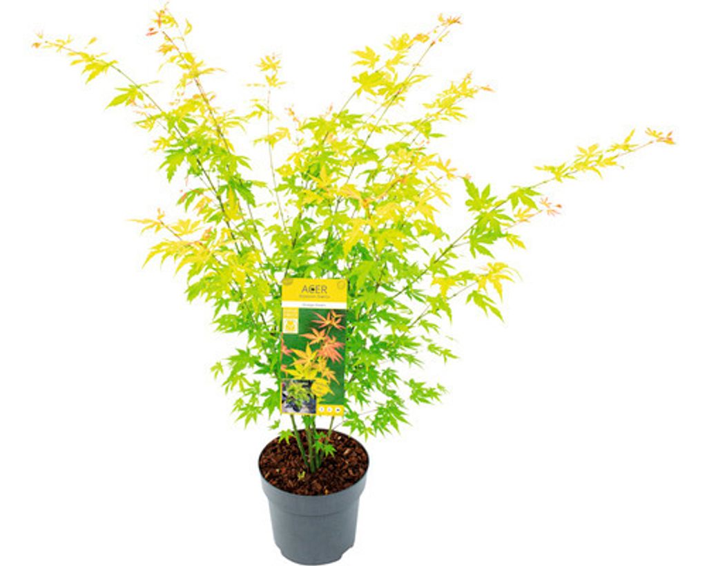 Javor dlanitolistý oranžový Acer palmatum 'Orange Dream' Obrázek produktu 