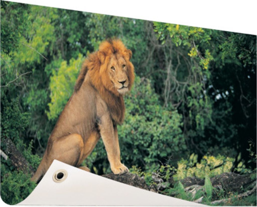 MuchoWow 120x80 cm Outdoor-Poster Gartendeko Sichtschutz Garten Poster für den Garten Löwe - Natur - Gras