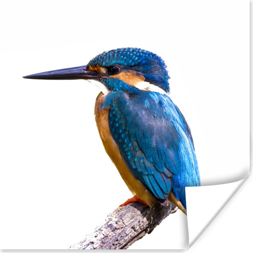 MuchoWow Poster Eisvogel - Federn - Zweig - Blau 75x75 cm - Wand Dekoration