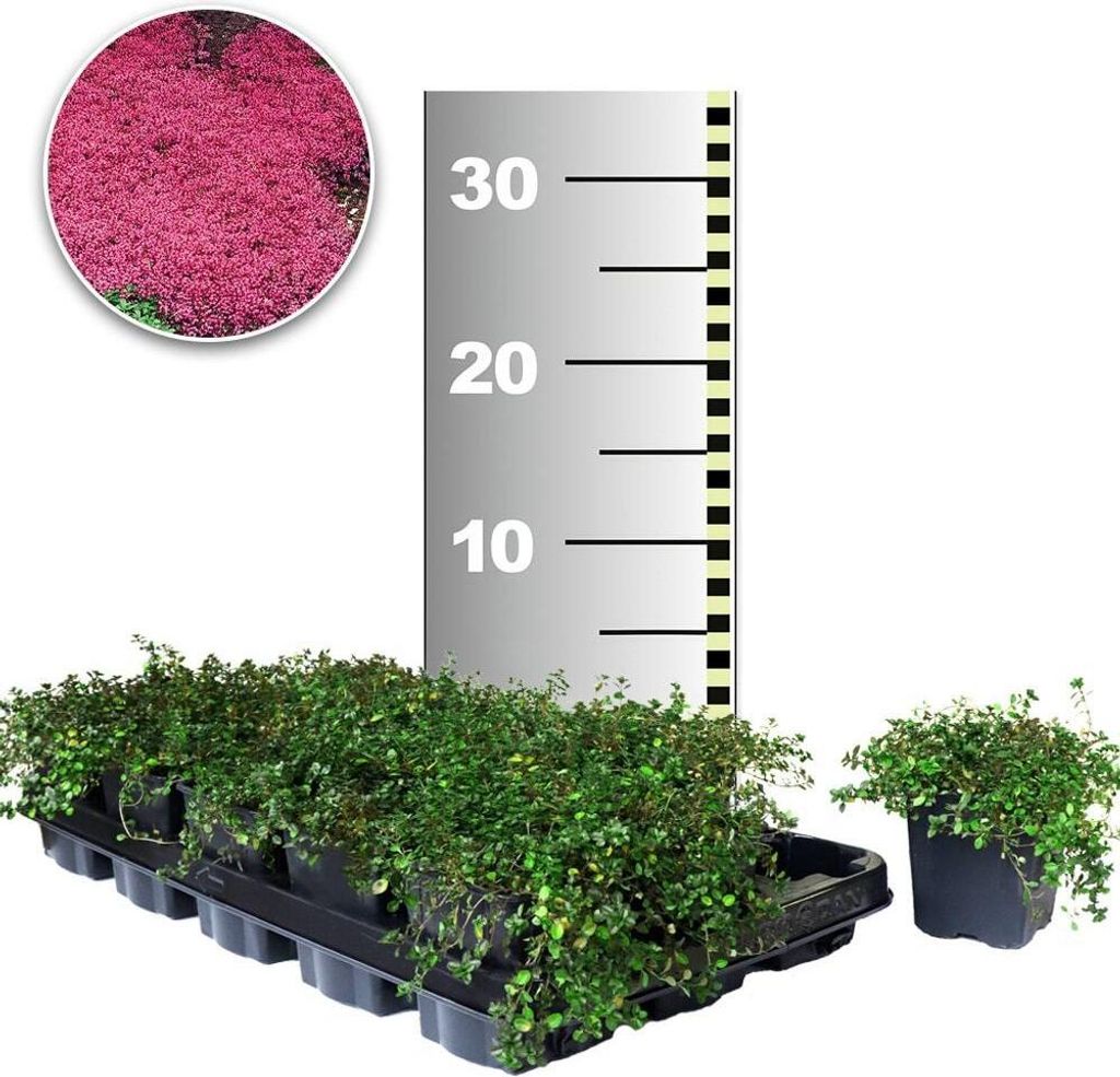 BALDUR Garten 100x Bodendecker-Thymian winterhart, Pflanzen im 9x9 cm-Topf, Thymus, Sandthymian, wir empfehlen 4-5 Pflanzen auf 1 qm, winterharte P...