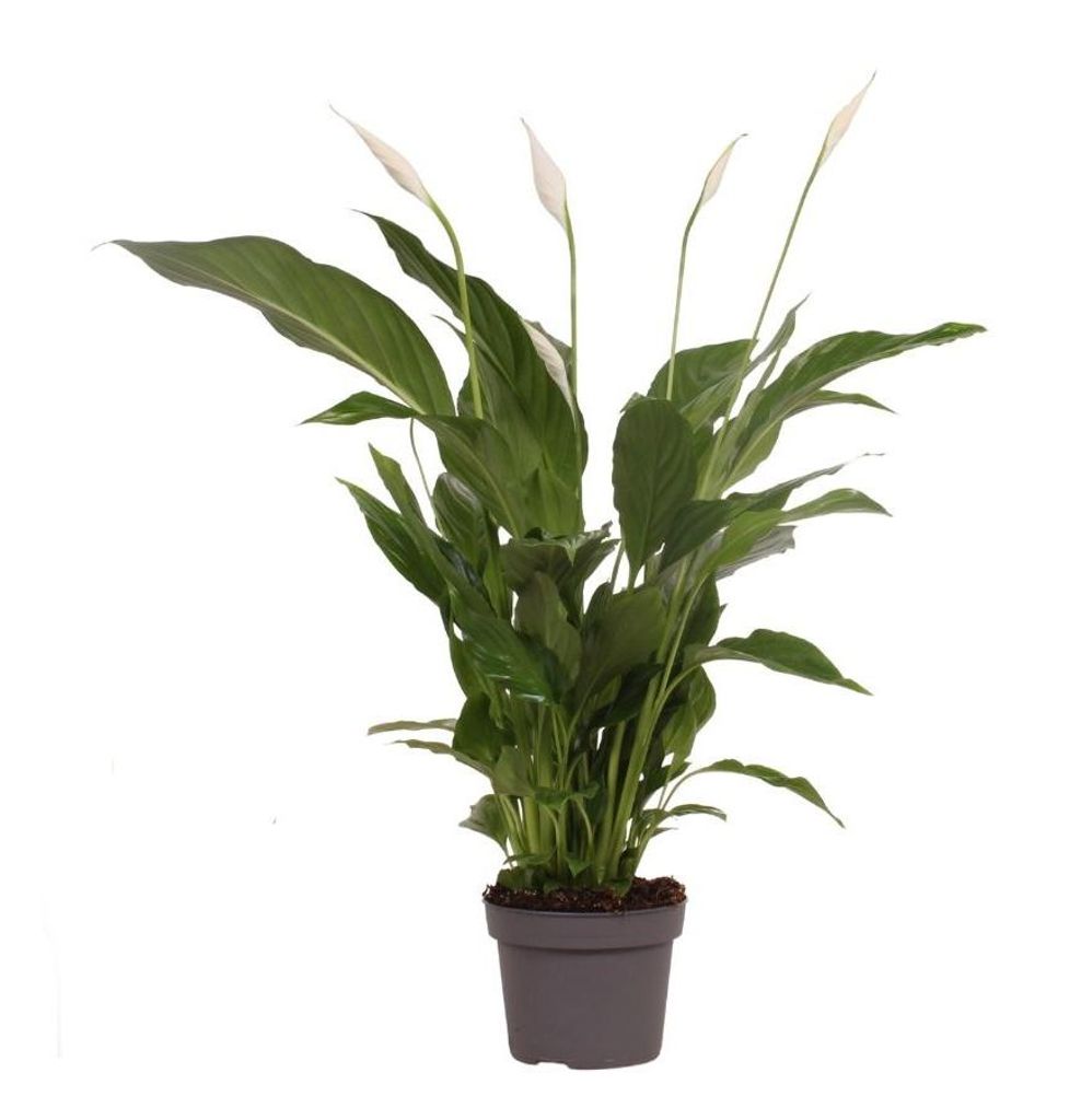 Einblatt 50cm XXL blühend Zimmerpflanze Produktbild 