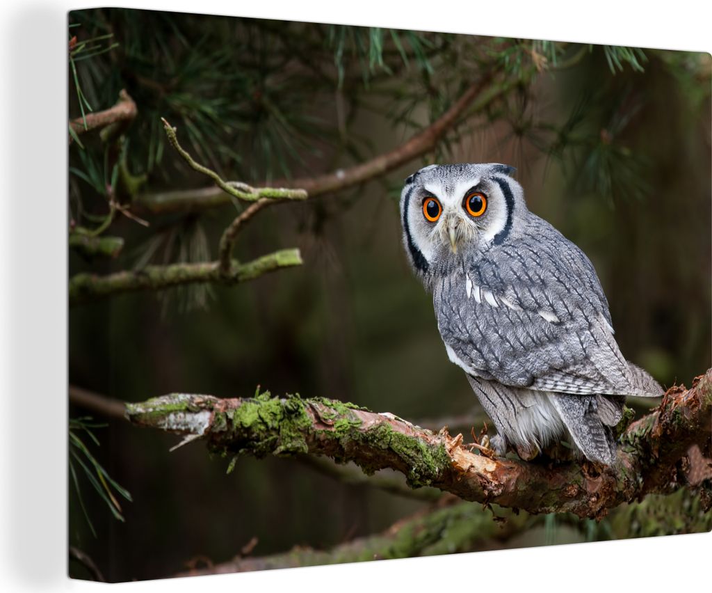 OneMillionCanvasses - Leinwandbilder - 140x90 cm, Eule - Vogel - Äste - Natur, Wandbilder Kunstdruck Wanddekoration - Foto auf Leinwand - Gemäl...