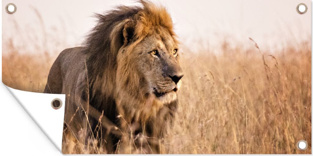 MuchoWow 80x40 cm Outdoor-Poster Gartendeko Sichtschutz Garten Poster für den Garten Löwe - Gras - Jagd