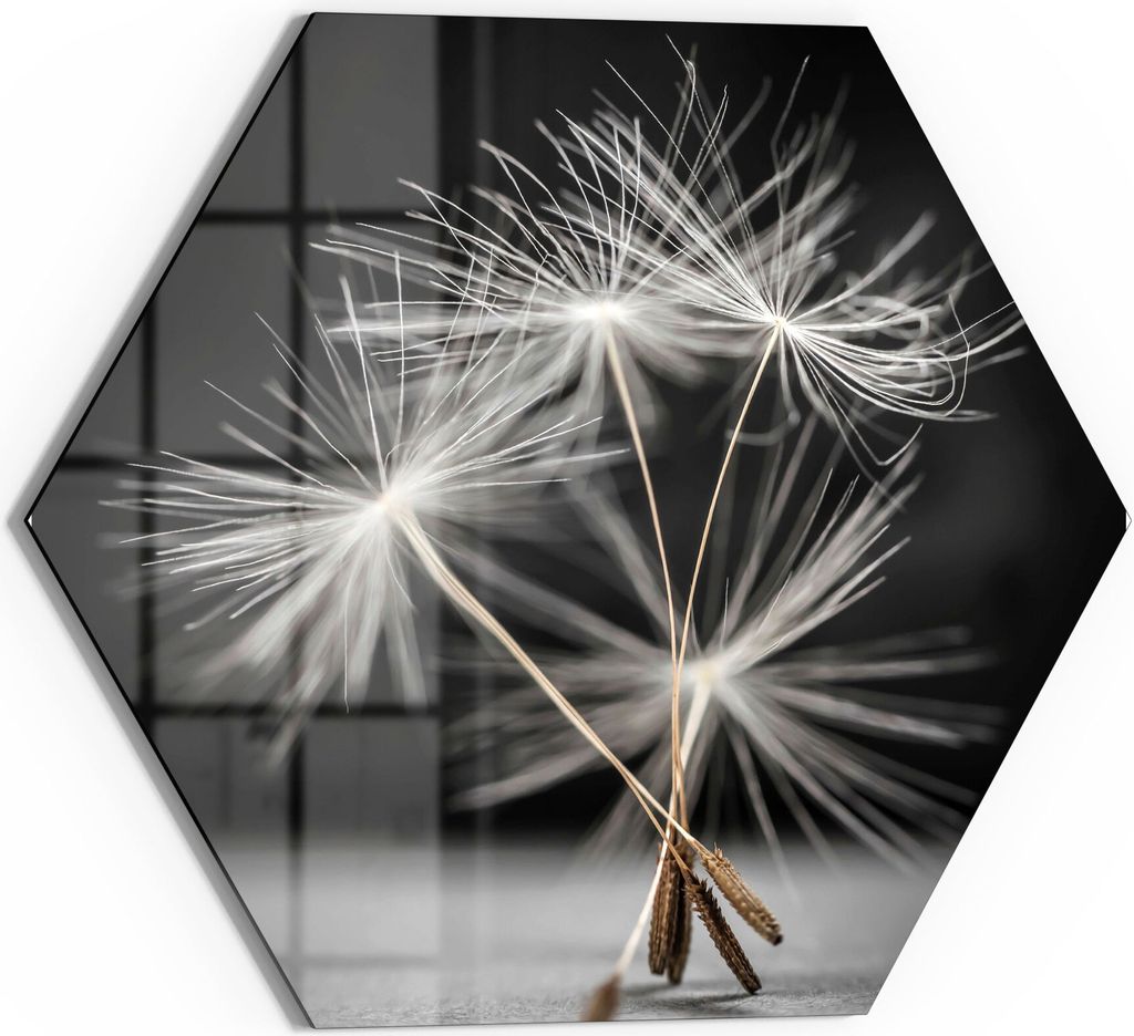 DEQORI Glasbild Echtglas 40x35 cm 'Samen der Pusteblume' Wandbild Bild modern Deko