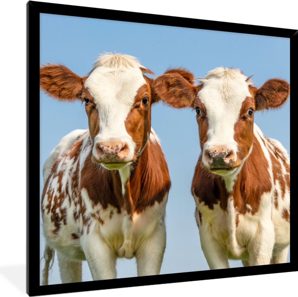 MuchoWow Gerahmtes Poster Kühe - Himmel - Tiere - Bauernhof - Porträt 40x40 cm - Poster mit Schwarzem Bilderrahmen Wandposter Rahmen Foto Bilde...