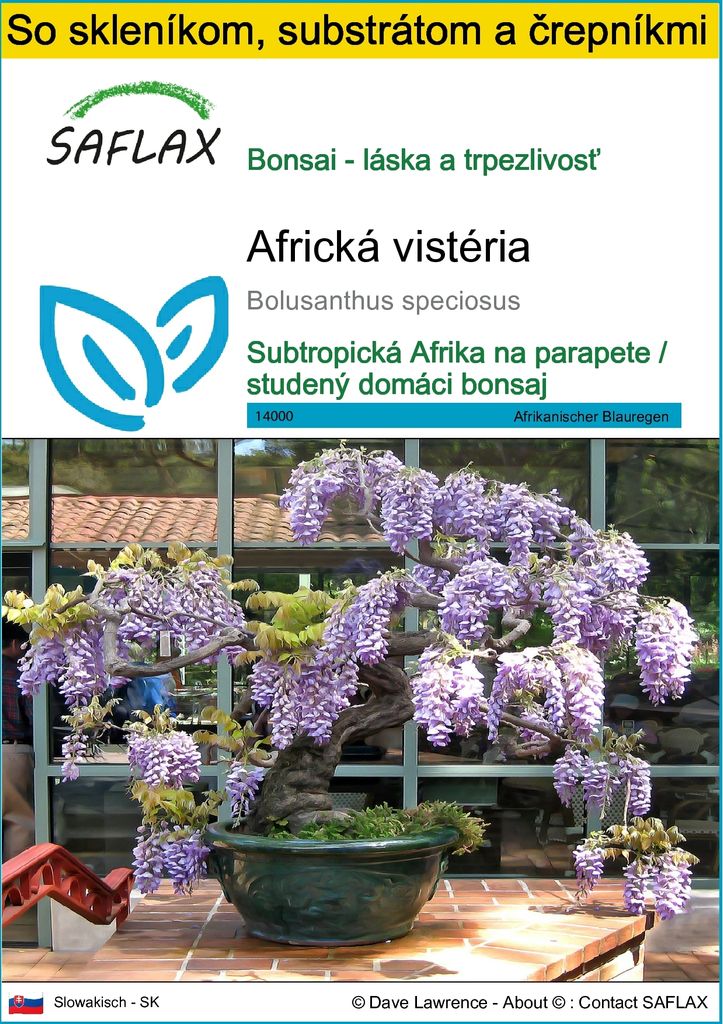 SAFLAX Kultivačný set - africká vistéria - Bolusanthus Obrázok produktu 