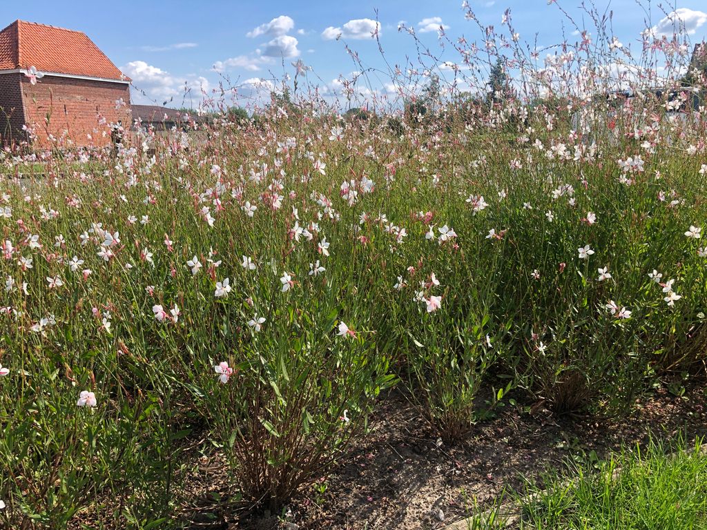 6 x Gaura lindheimeri – Prachtkerze - Topf 9x9 cm Produktbild 
