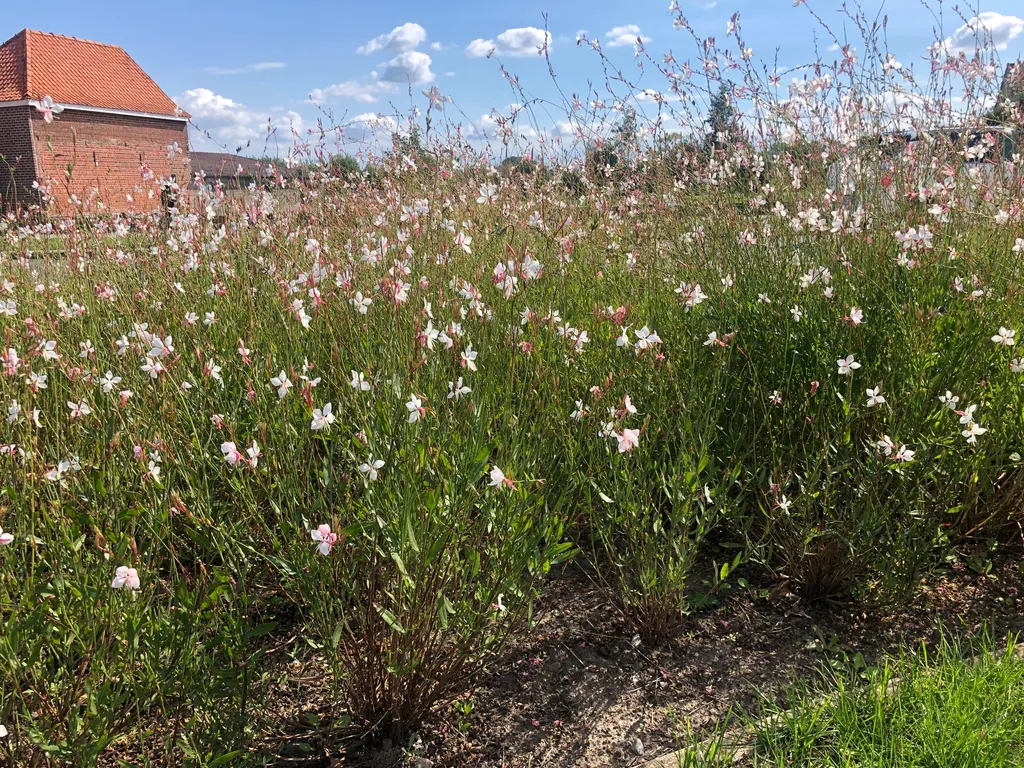 Gaura lindheimeri résistante sécheresse lot de 6 plantes pour jardin