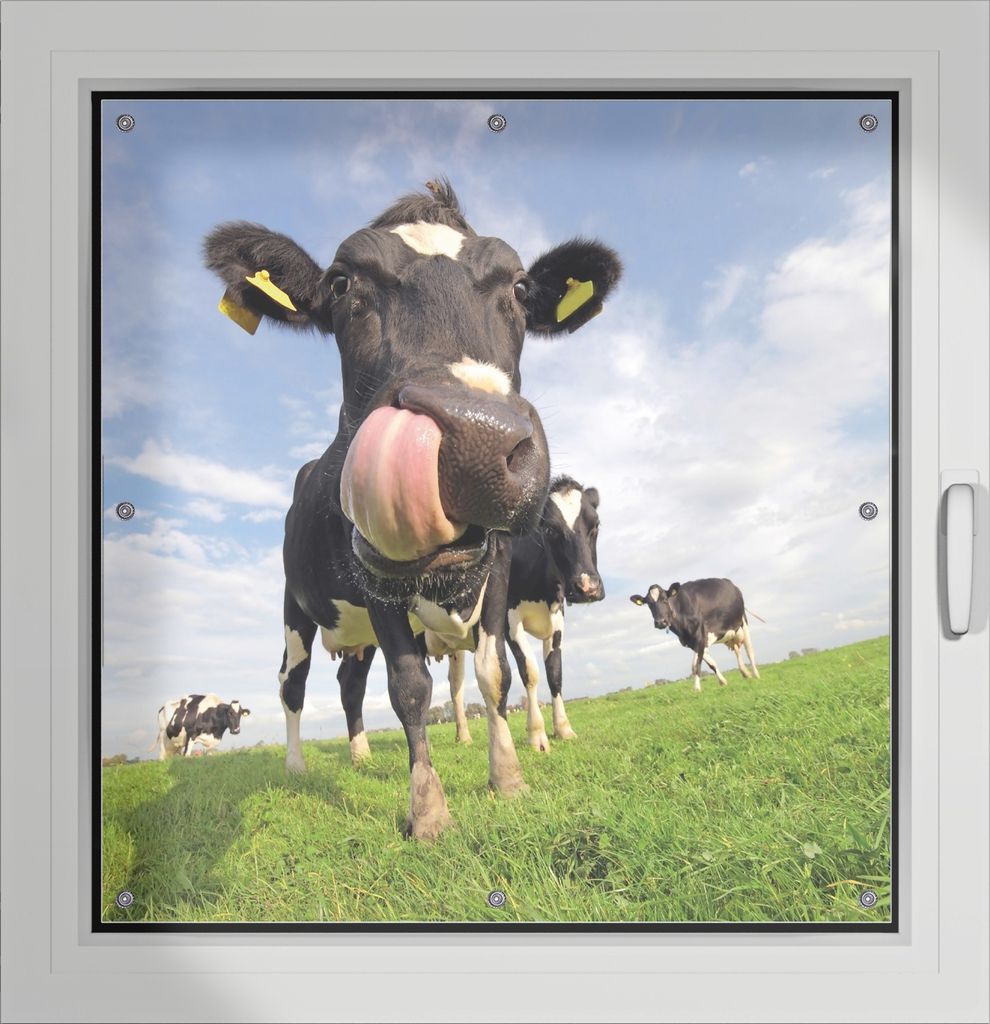 Wallario Lichtschutzbild, Dekorativer Sichtschutz Sonnenschutz 96 x 93 cm mit Motiv: Lustige Kuh auf der Weide mit herausgestreckter Zunge - Verdun...